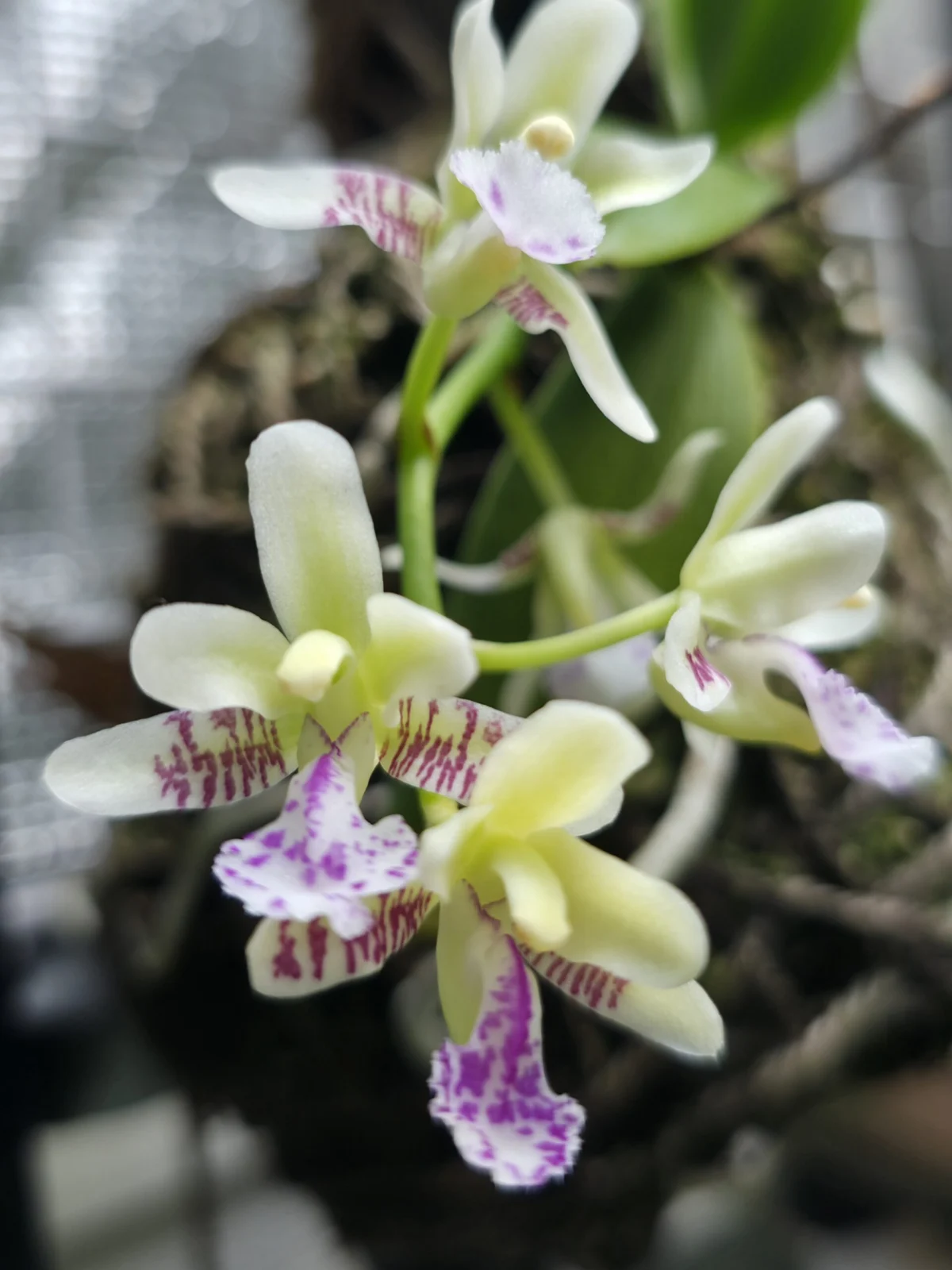 ナゴラン　コチョウラン 胡蝶蘭 ファレノプシス