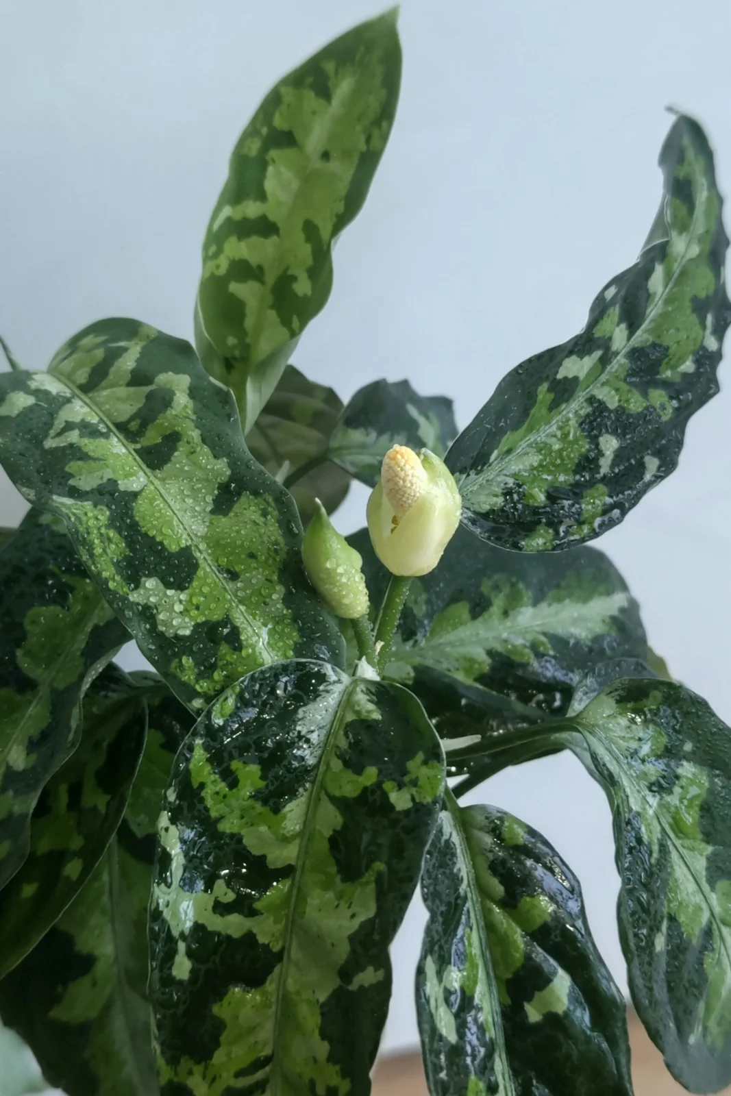 アグラオネマ ピクタムトリカラー 花 花芽 ビトロ