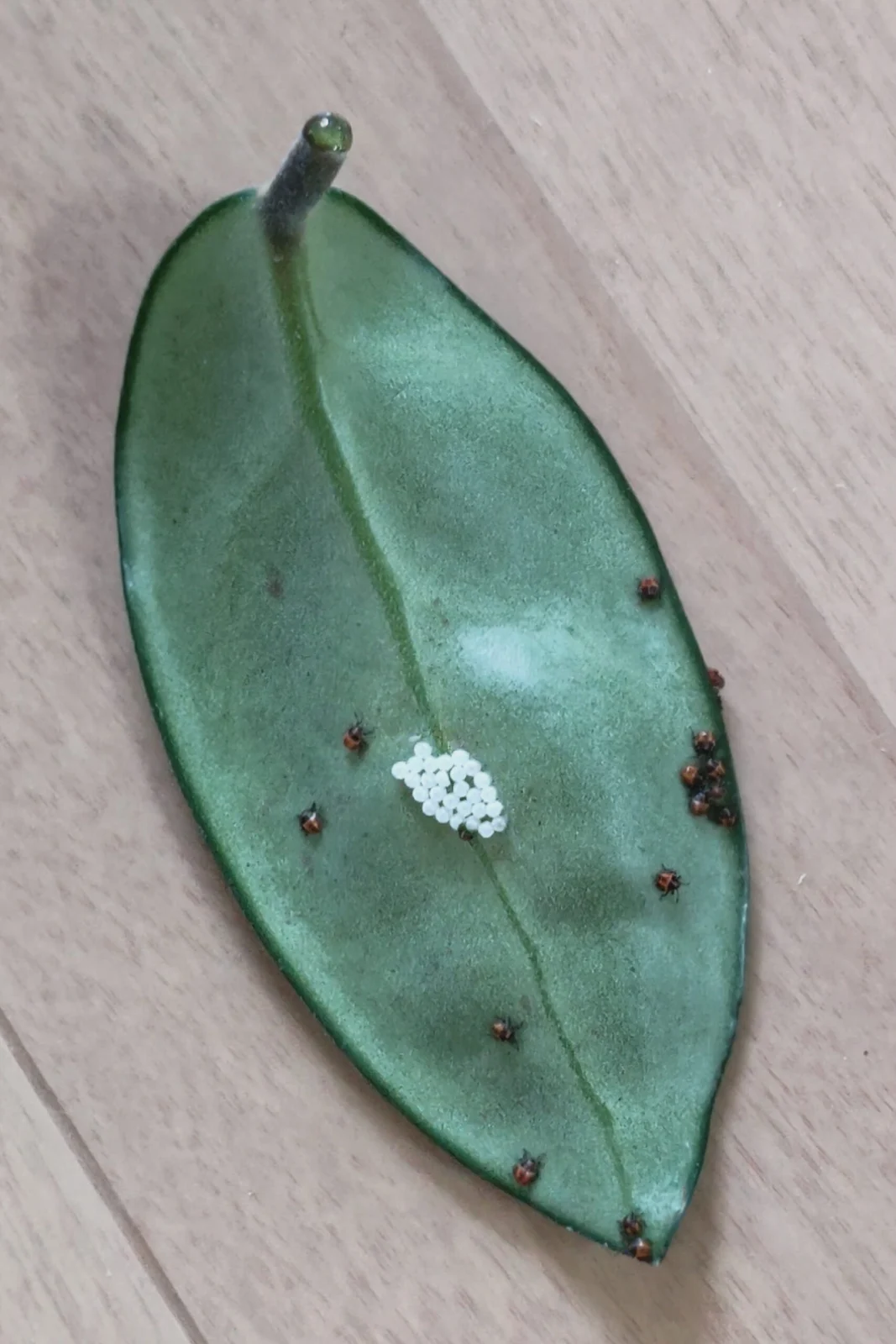 ホヤ カルノーサ 害虫 卵 カメムシ