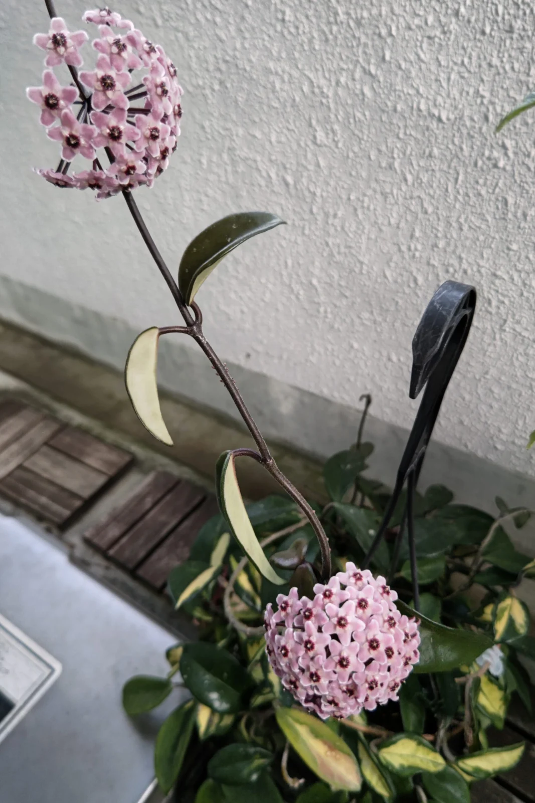 ホヤ カルノーサ 同時開花