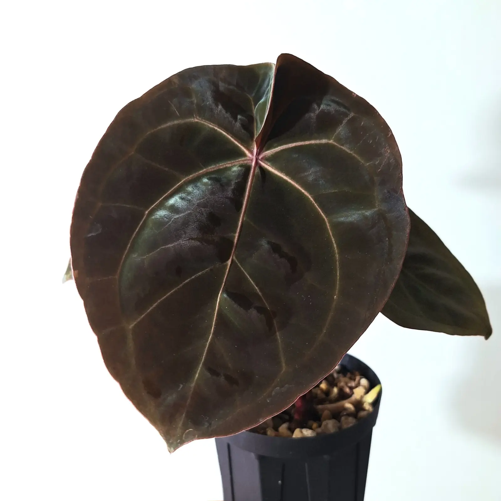 アンスリウム　レッドベインダークフェニックス×ミスティックエー88