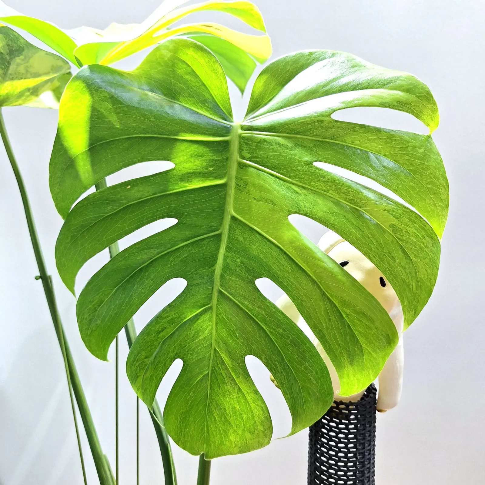 モンステラ　デリシオーサ黄斑