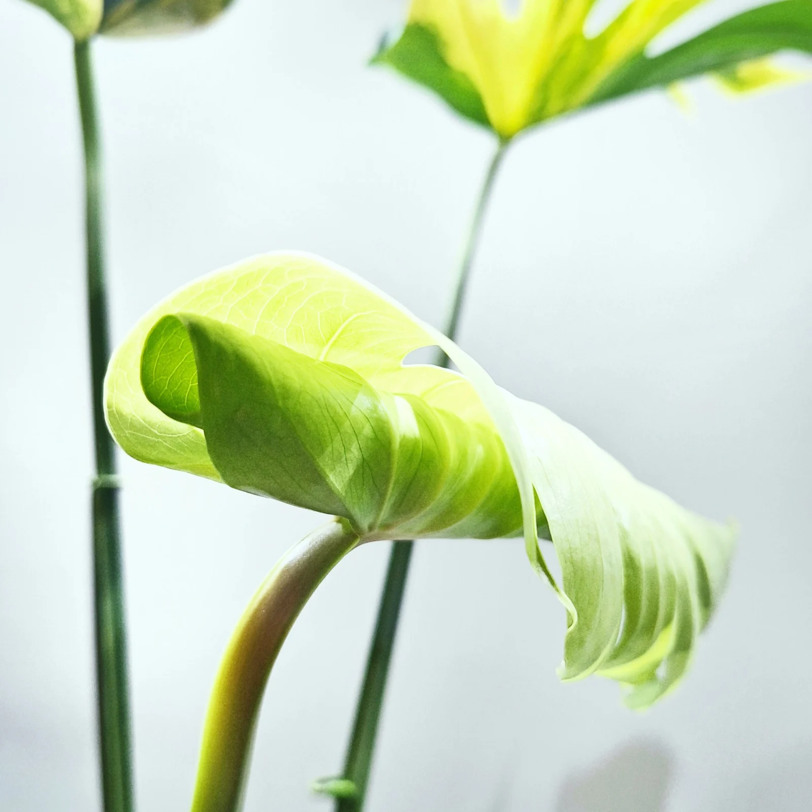 モンステラ　デリシオーサ　黄斑