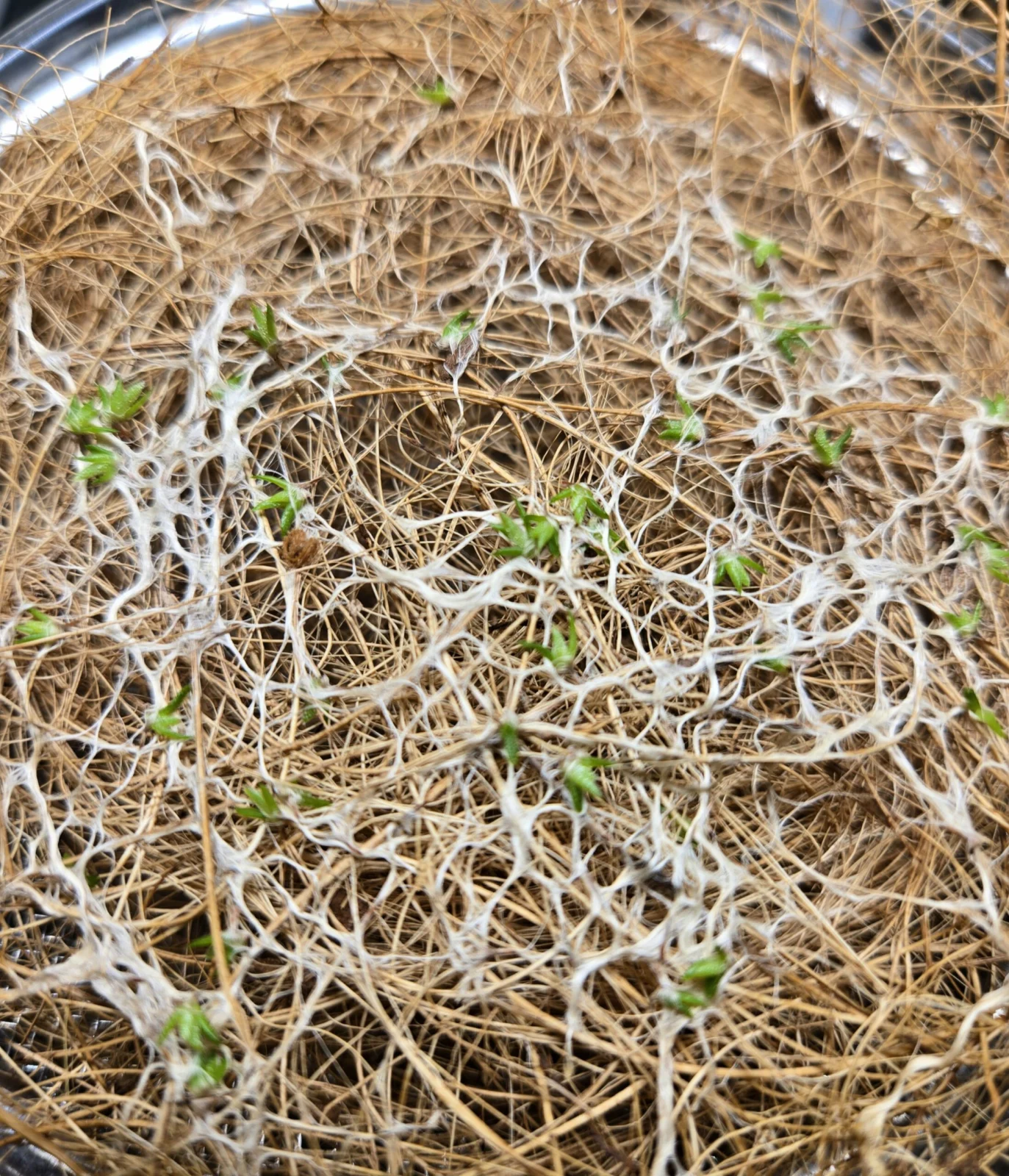 ティランジア イオナンタ アプレタード BRT　種まき3