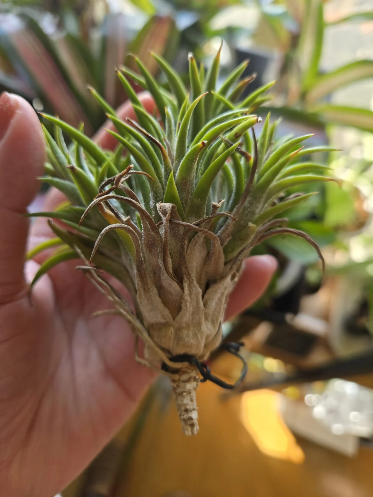 ティランジア イオナンタ アプレタード BRT