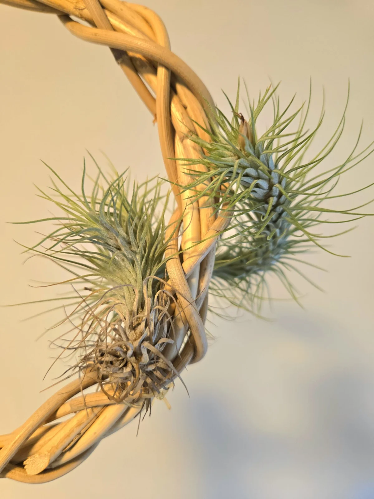 ティランジア　フンキアナ