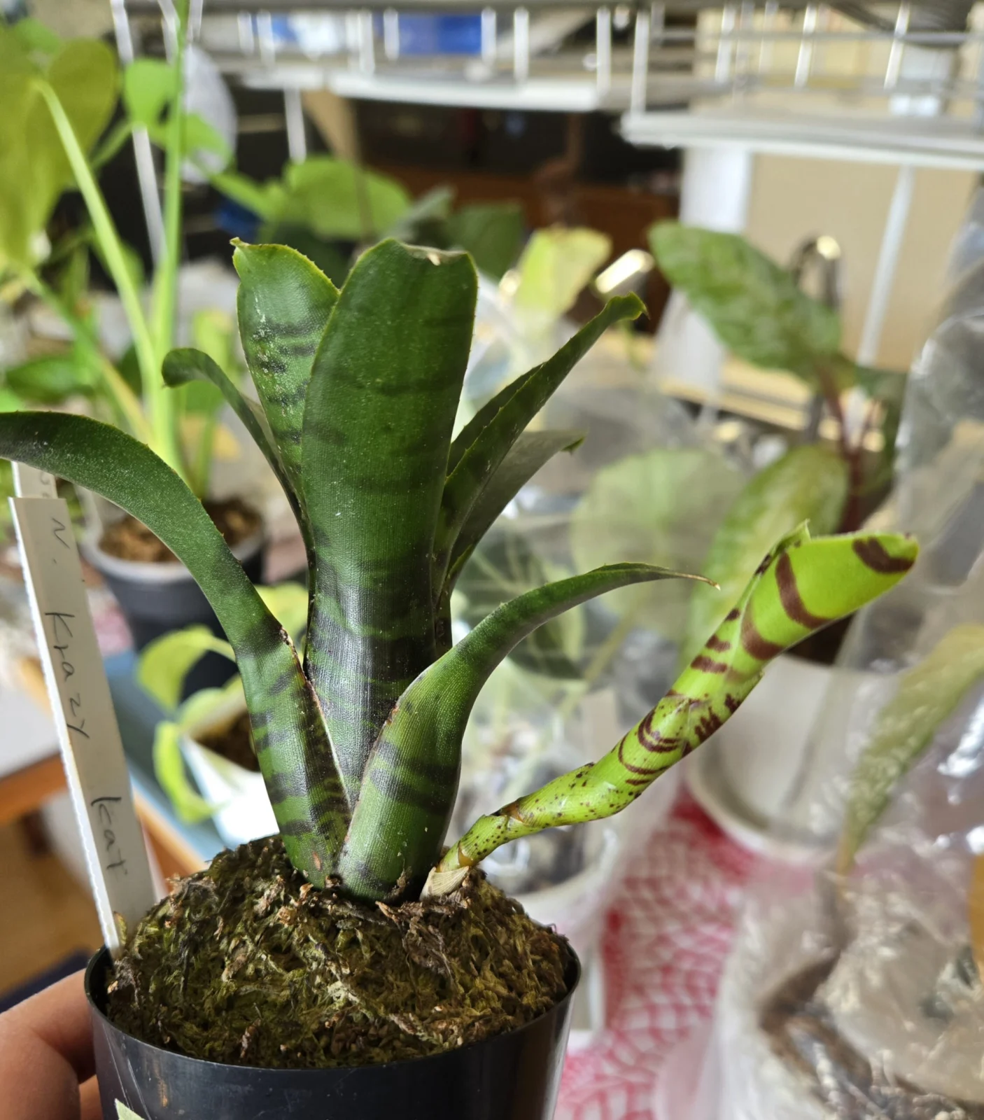 ネオレゲリア　クレイジーキャット　リサ株