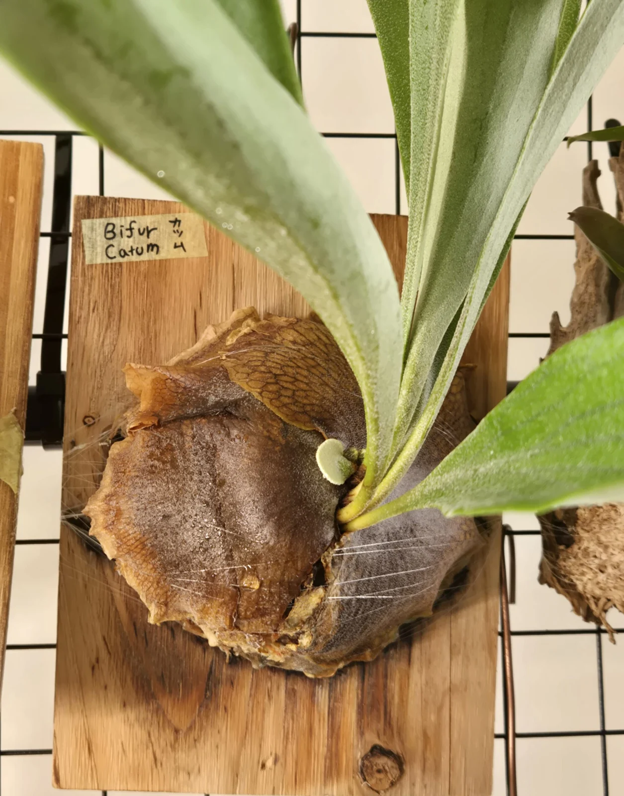 ビカクシダ　ビフルカツム　