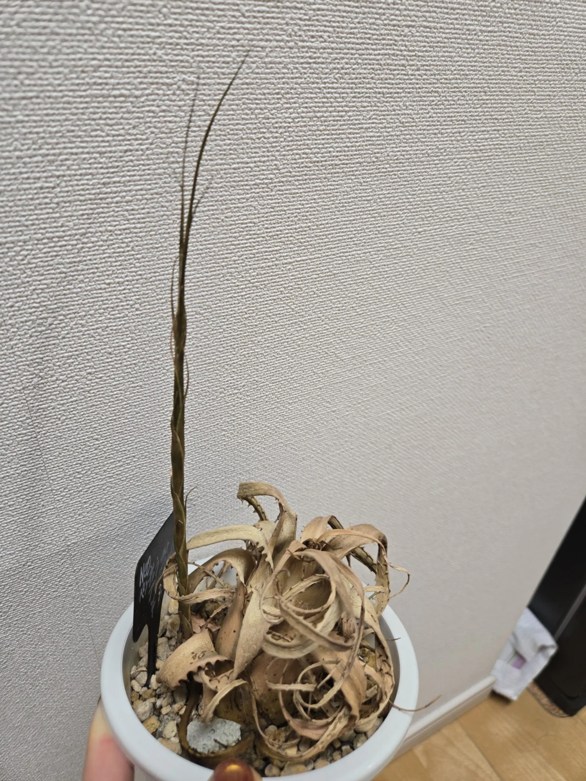 ネオレゲリア ペンデュラ ブレビフォリア