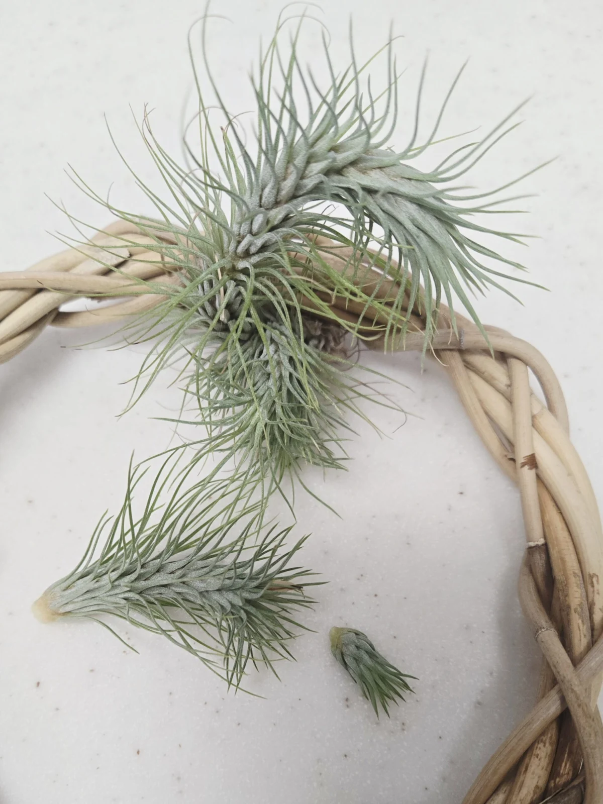 ティランジア　フンキアナ