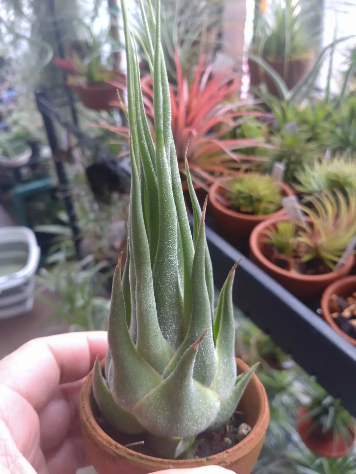 ティランジア セレリアナ’ミニパープル’