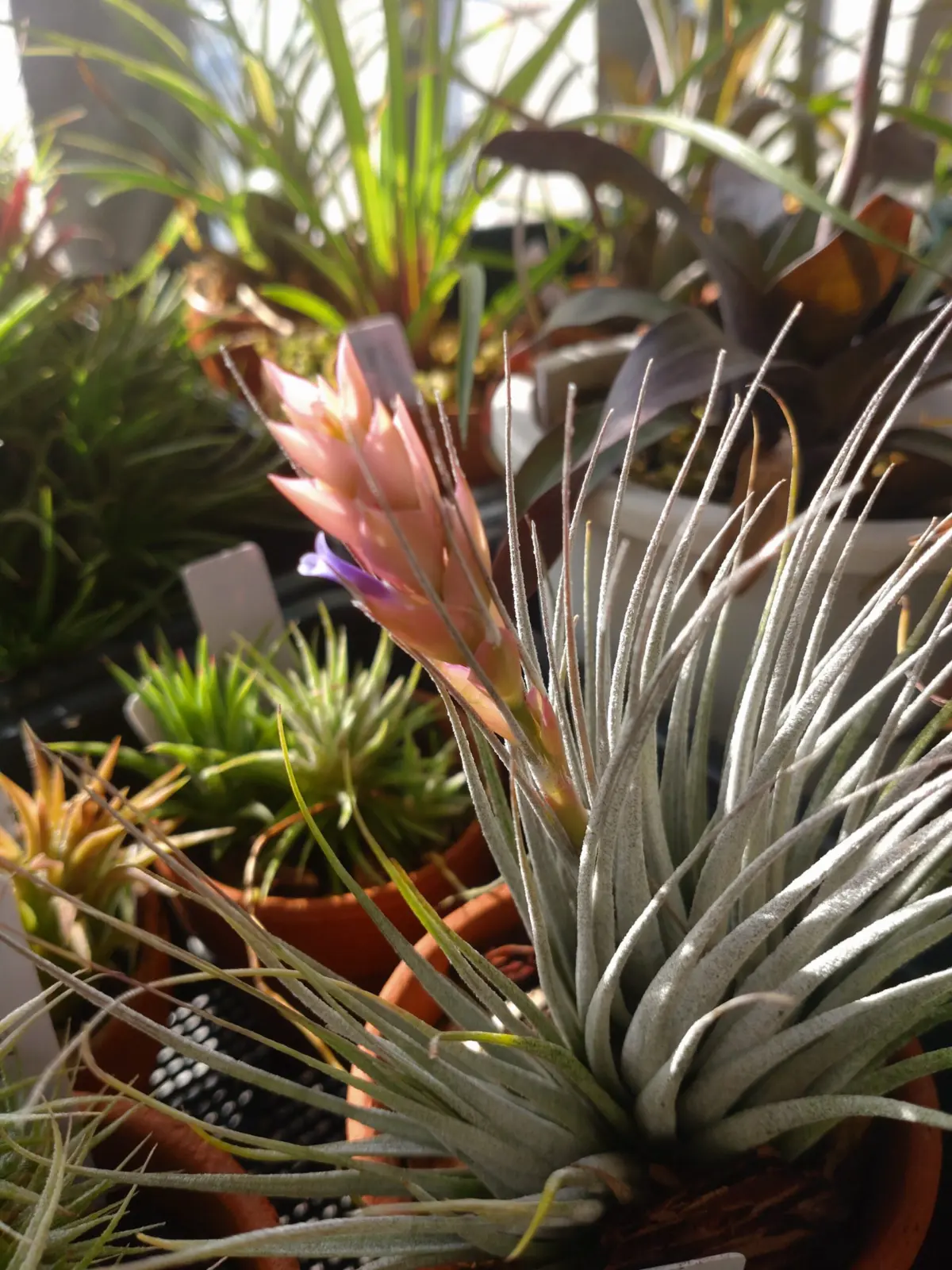 ティランジア ピニフォルミス　咲き始め