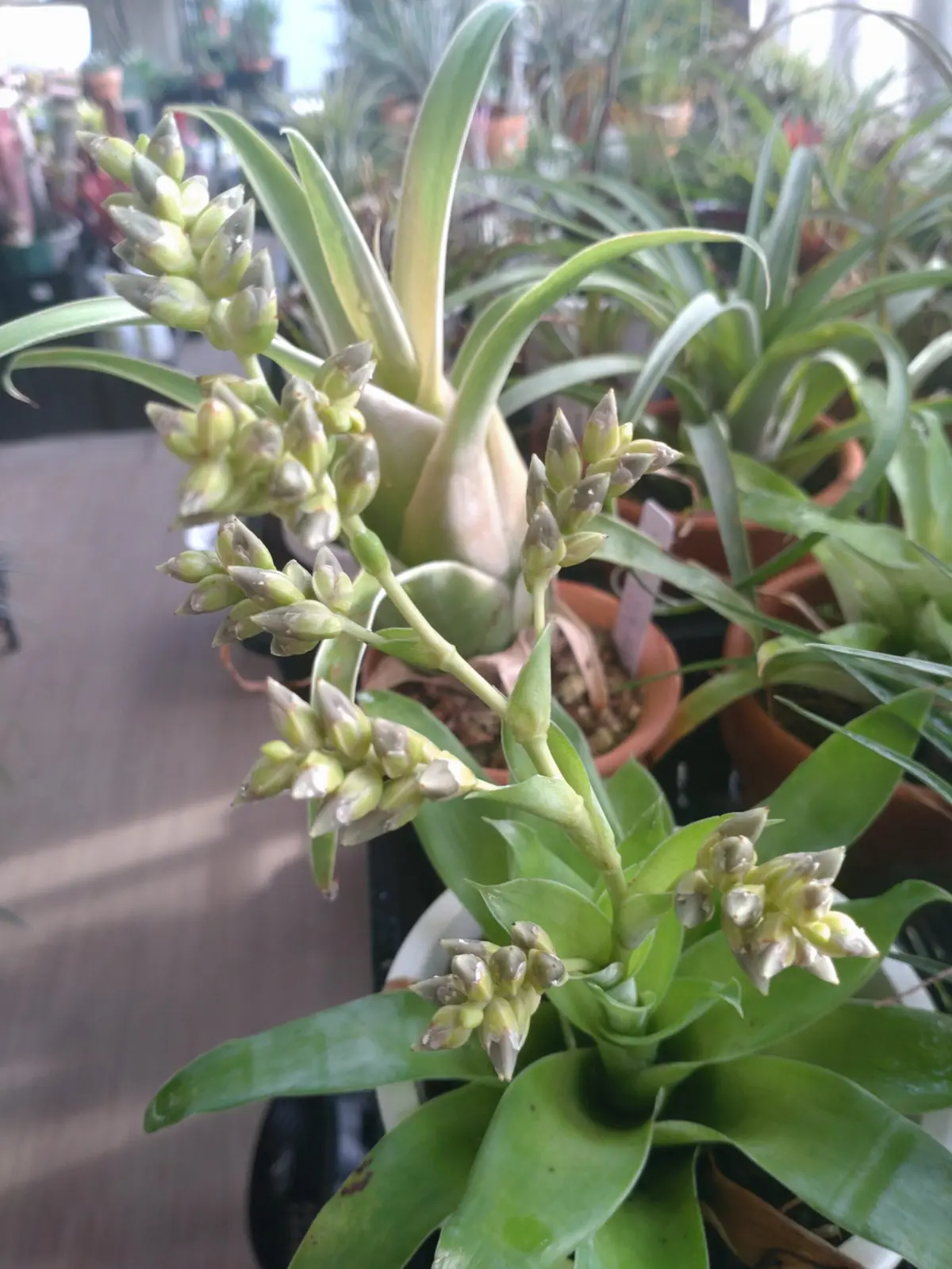 カトプシス ハーニー’コンパクト’　結実