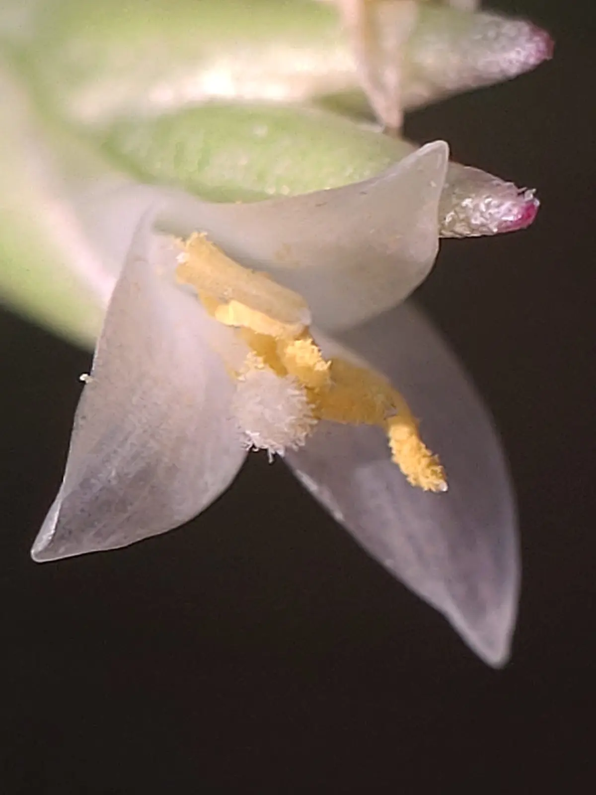 ティランジア アルバレジアエ 開花