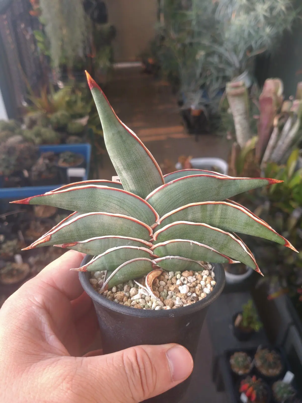 サンスベリア ロリダ