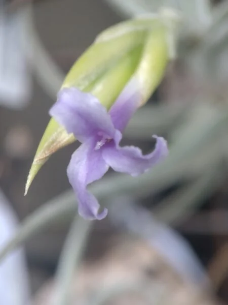 ティランジア ゲルダエ(開花)
