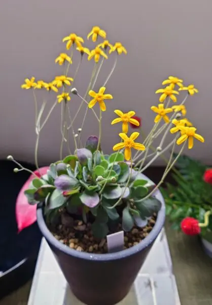 オトンナ カカリオイデス 花 塊根