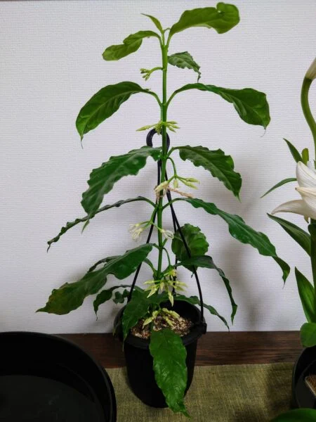 ホヤ デシプラエ 花芽