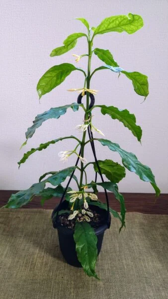 ホヤ デシプラエ 花