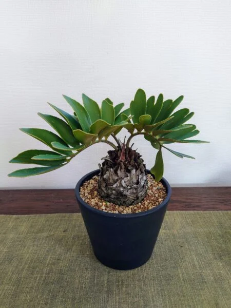 ザミア　メキシコソテツ