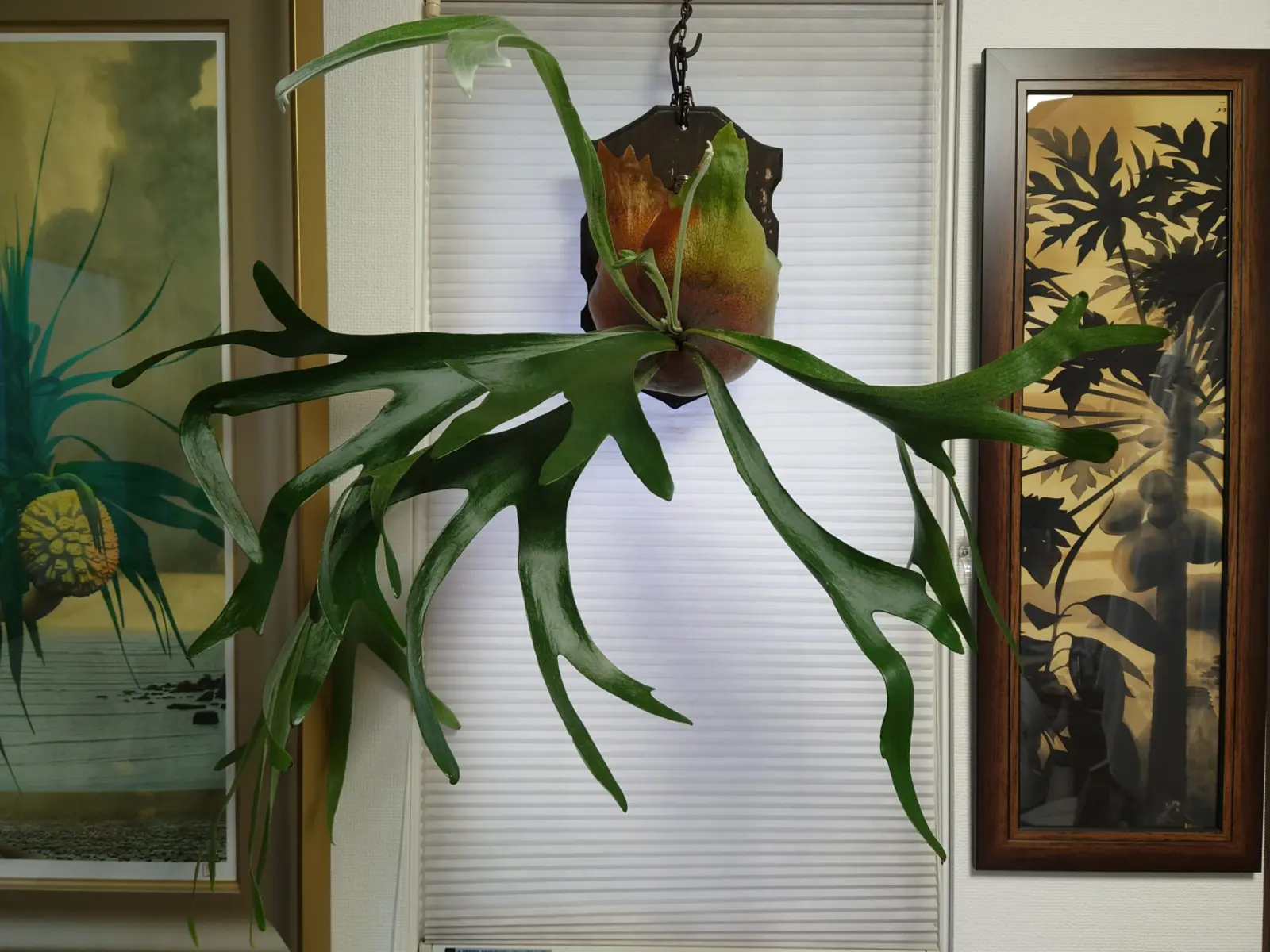 ビカクシダ　アルシコルネ