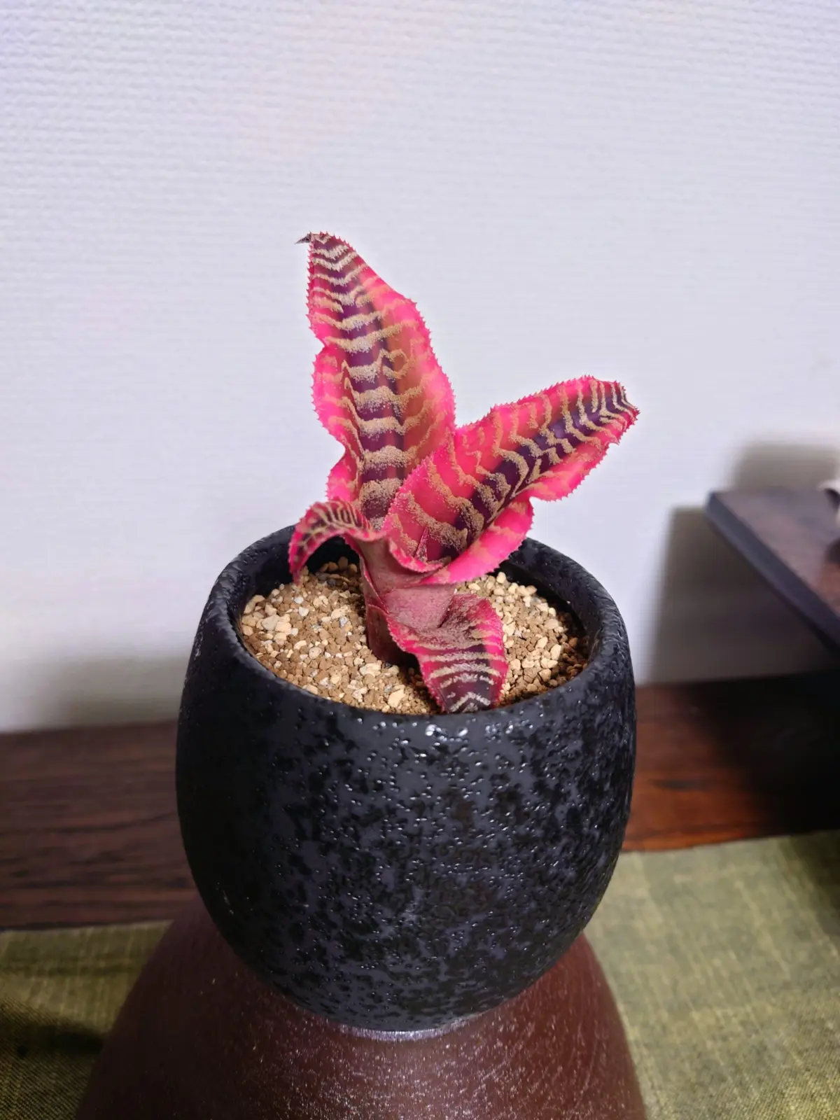 クリプタンサス　エライン　アルボマルギナータ