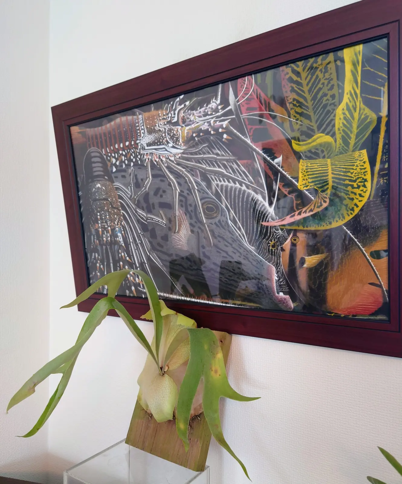 ビカクシダ　札落ち