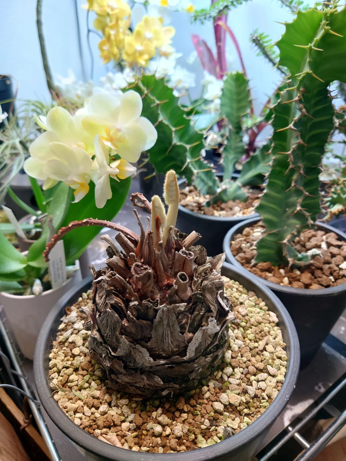 ザミア メキシコソテツ