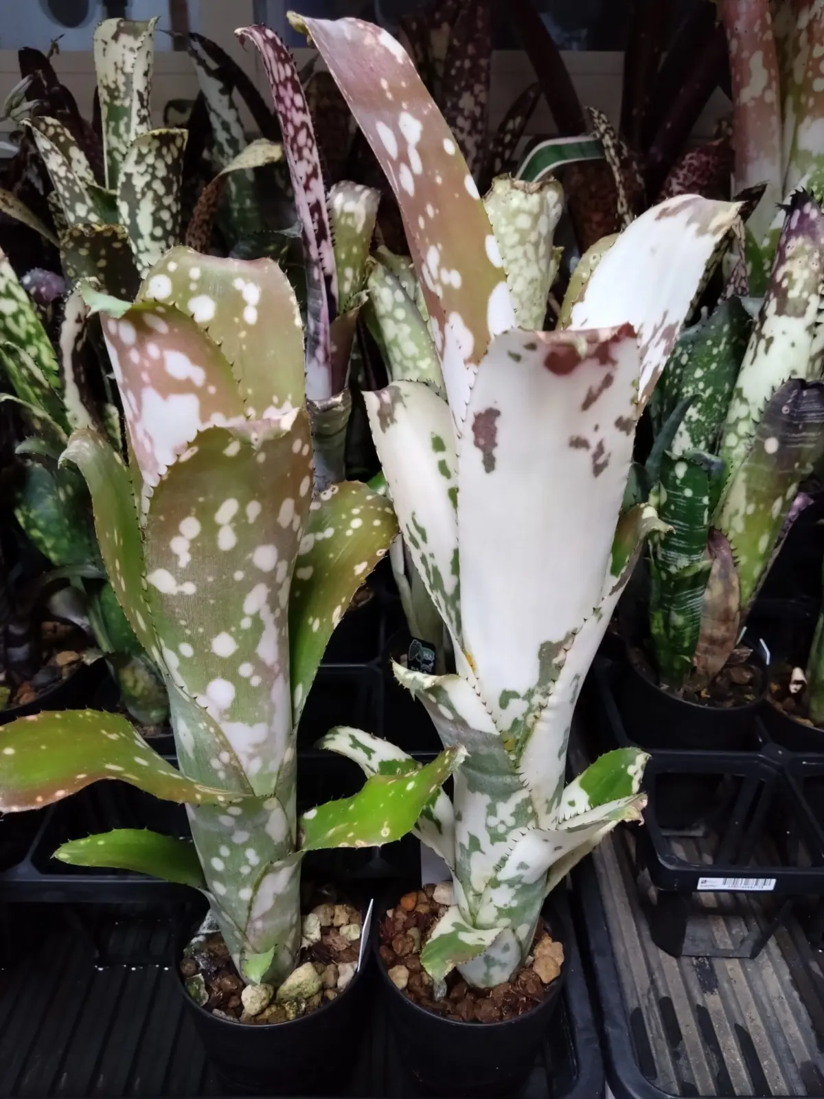 ビルベルギア　トンプライ ホワイトチャンパク