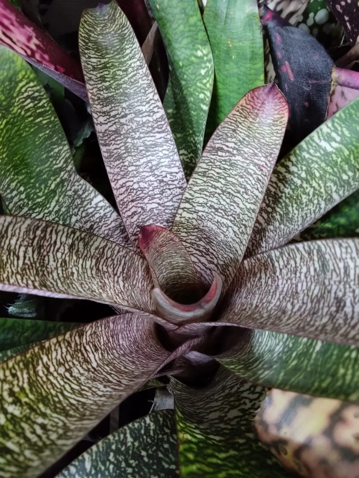 フリーセア　クリスタルベイ