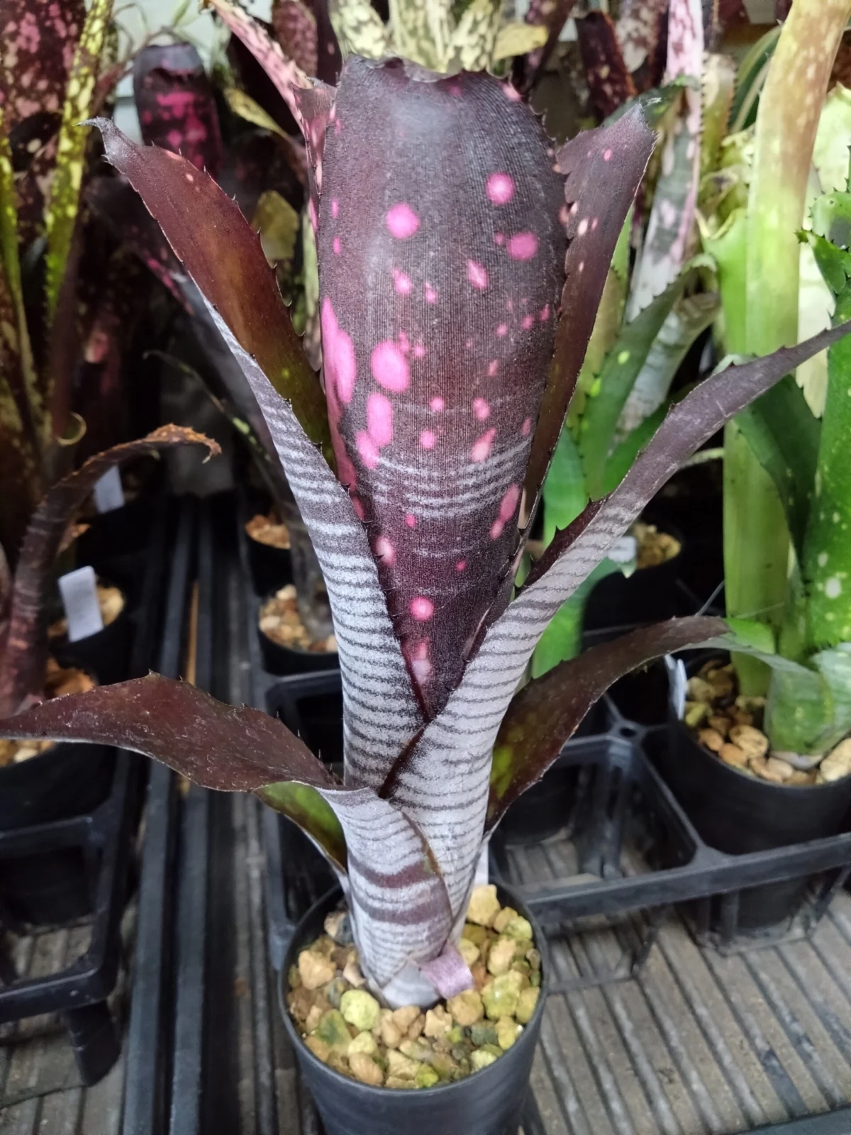 ビルベルギア　スモークスタック