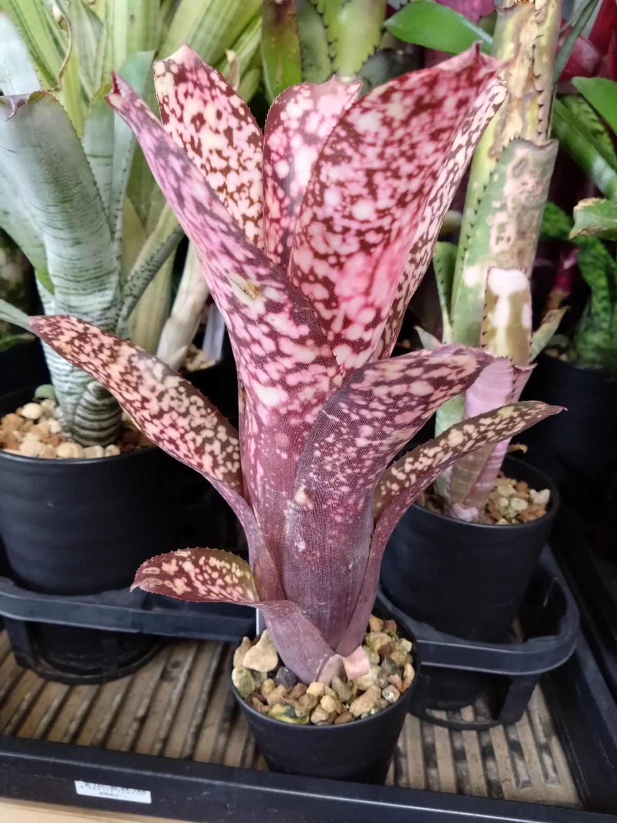 ビルベルギア　ピンク オウト　F2