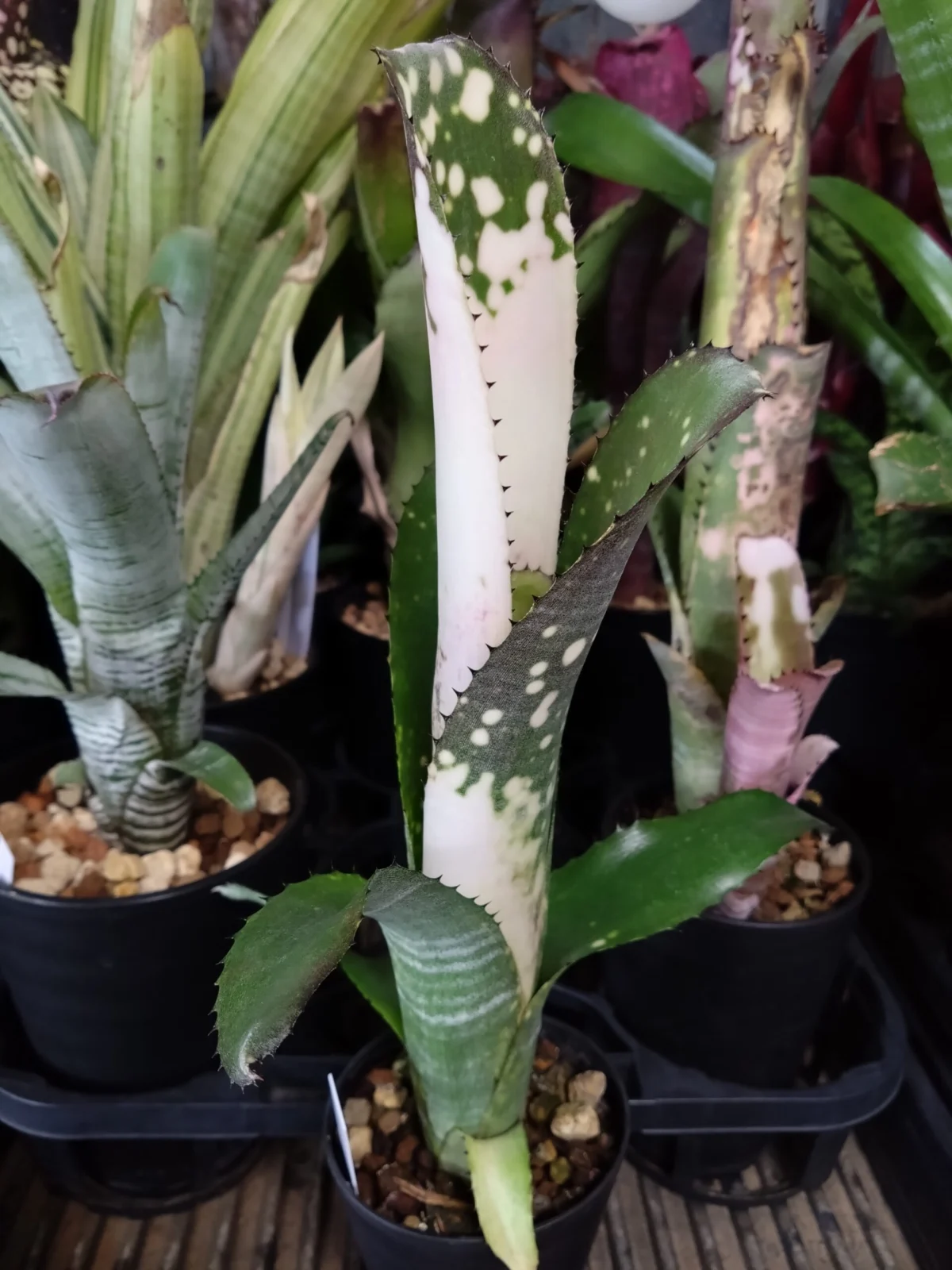 ビルベルギア　コーラン ピンククイーン