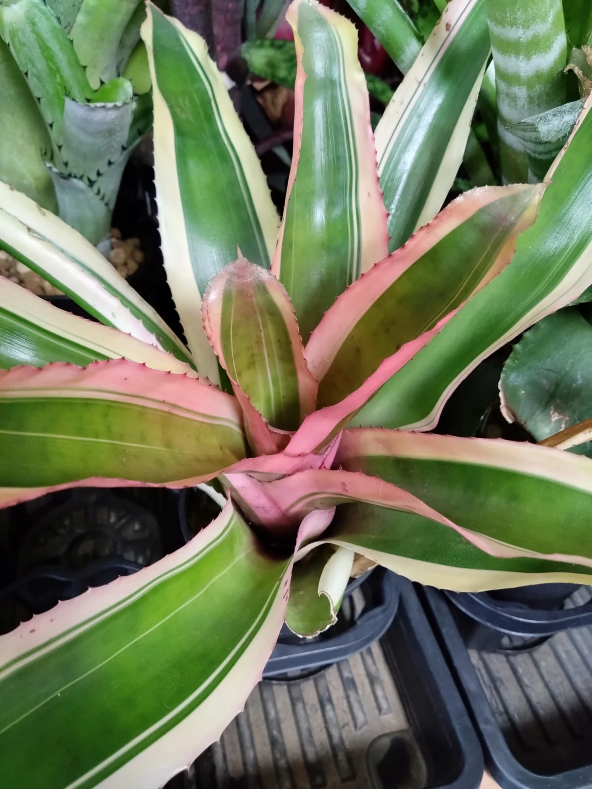 ネオレゲリア　カルカロドン　アルボマルギナータ