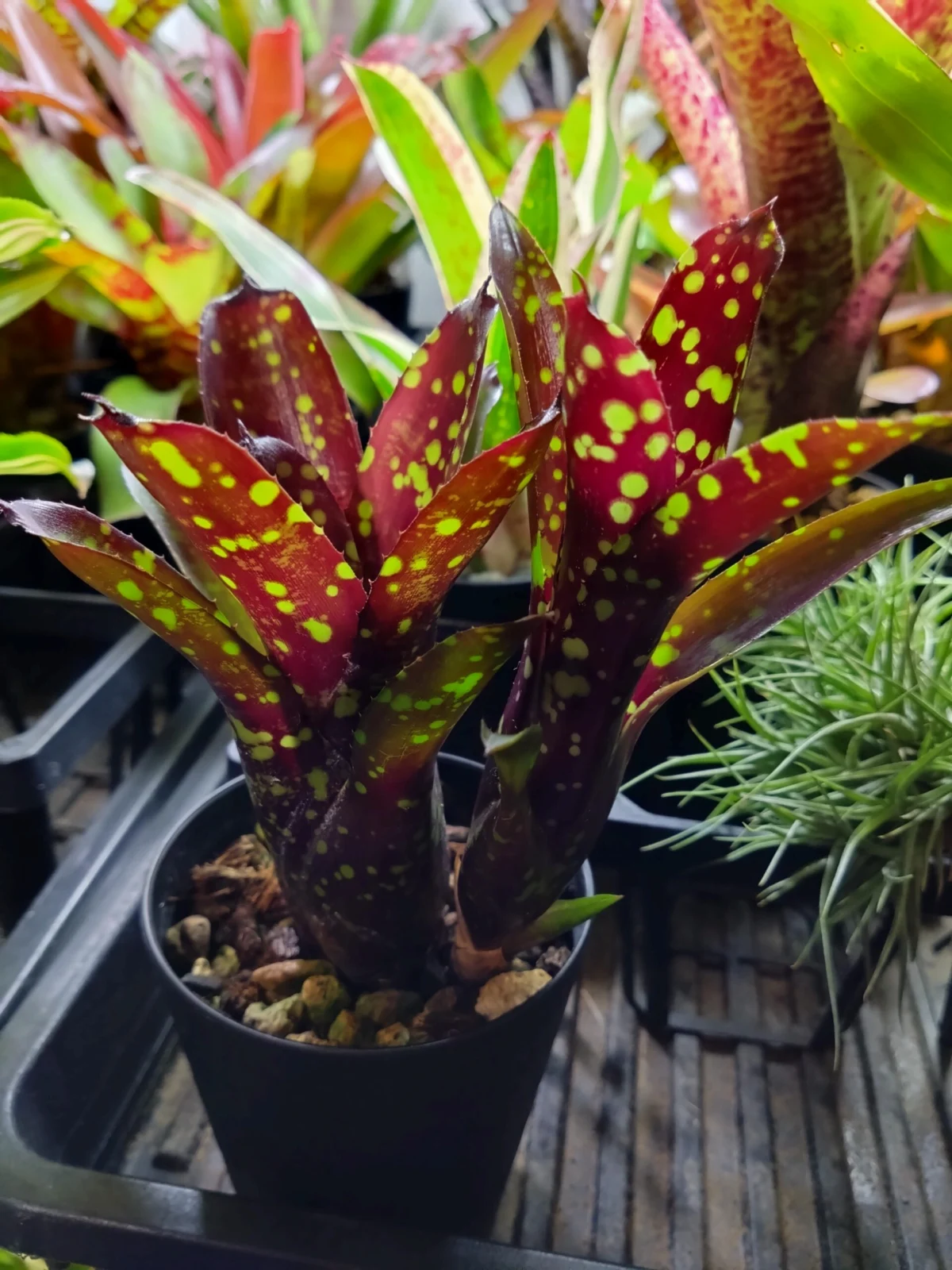 ネオレゲリア　ドミノ