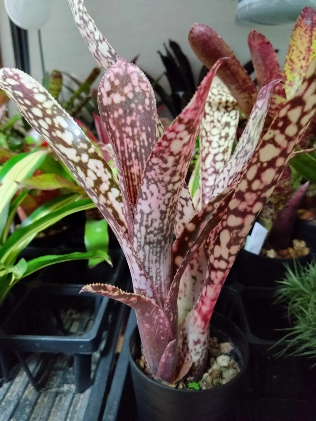 ビルベルギア　キャリノ