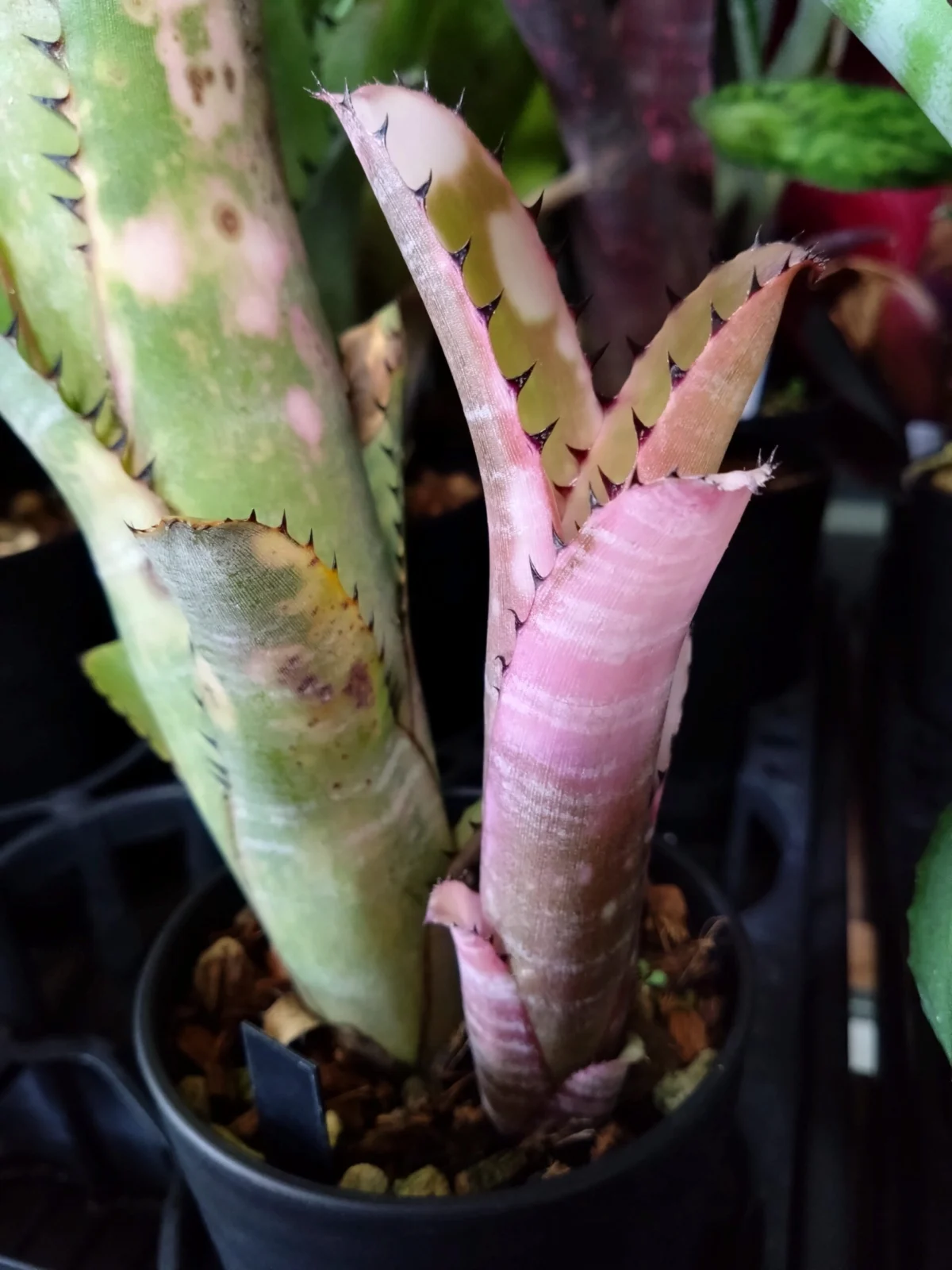 ビルベルギア　コーラン マーブルシャーク