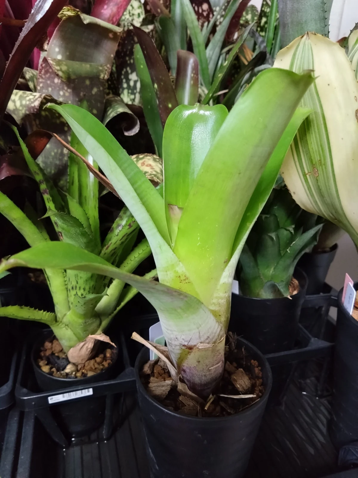 アルカンタレア ブラジリアーナ