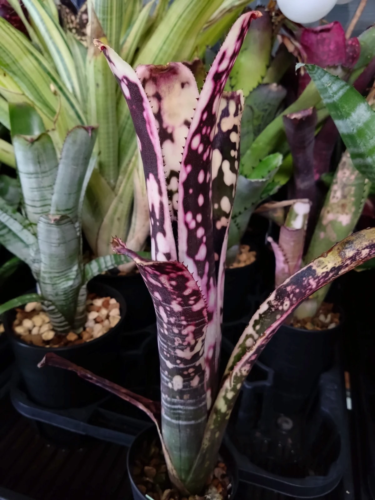 ビルベルギア ディッピンドッツ