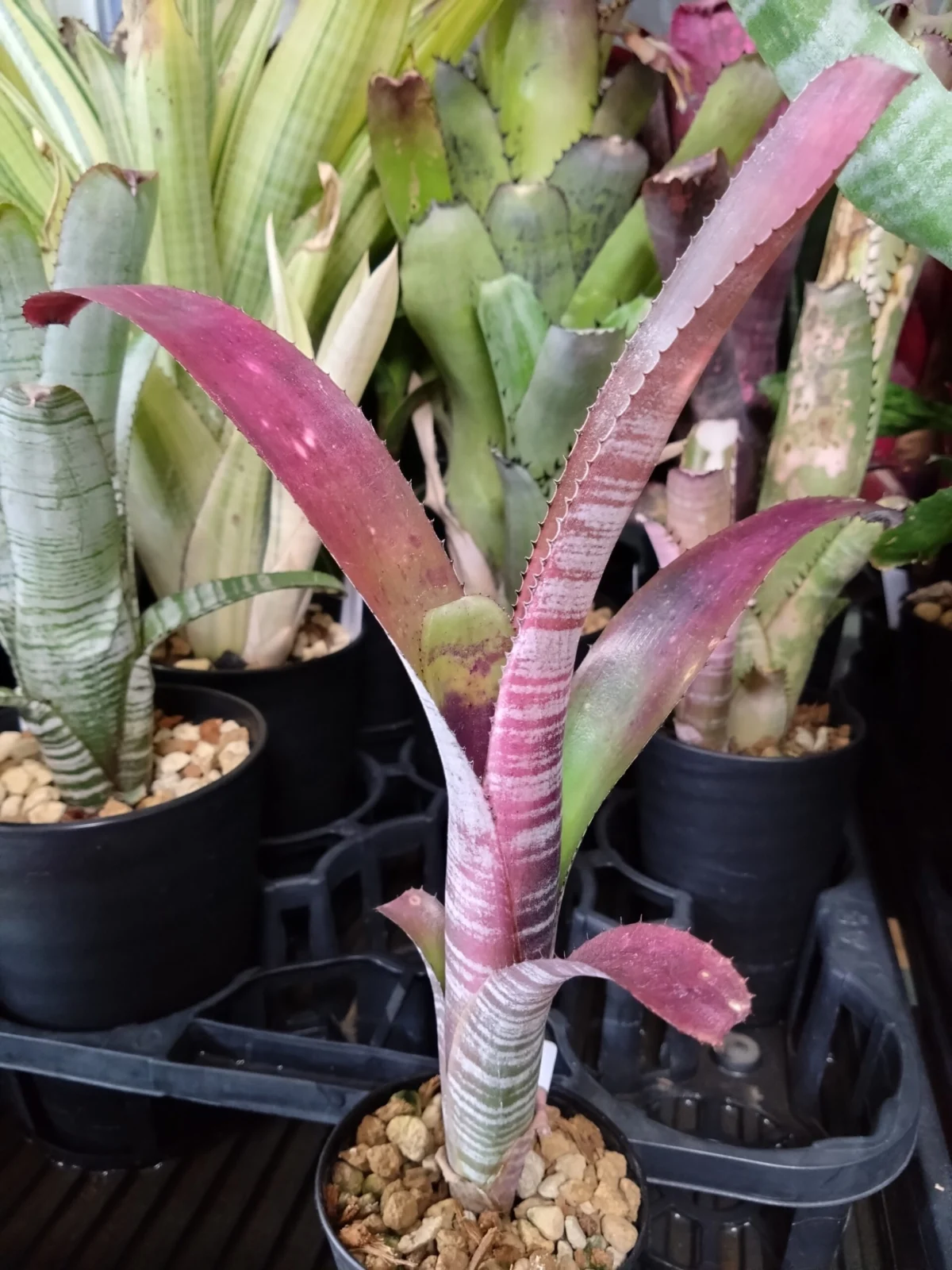 ビルベルギア　カラーズ