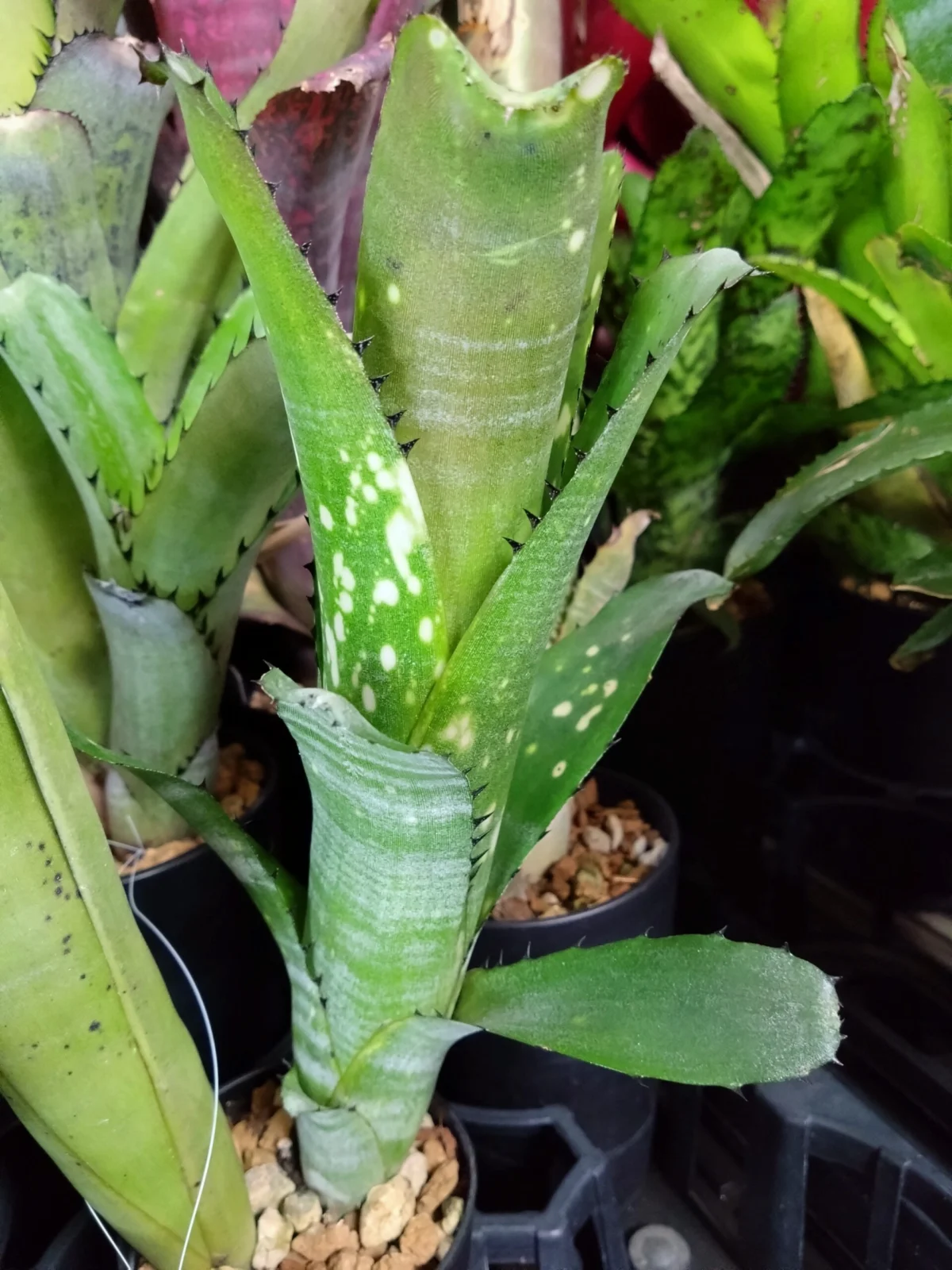 ビルベルギア　カハカイ