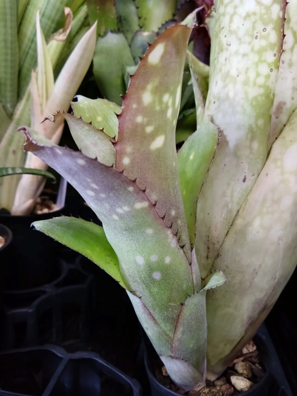 ビルベルギア アラカイ