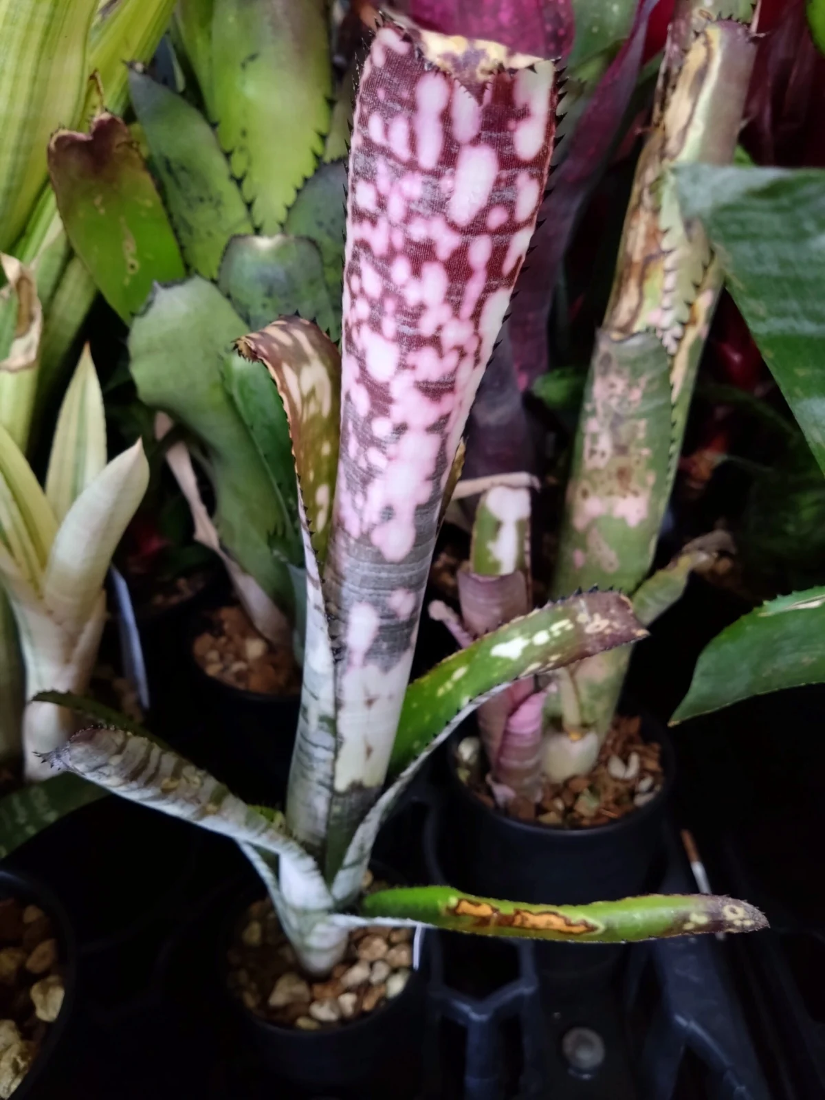 ビルベルギア トンプライ ウルスラ