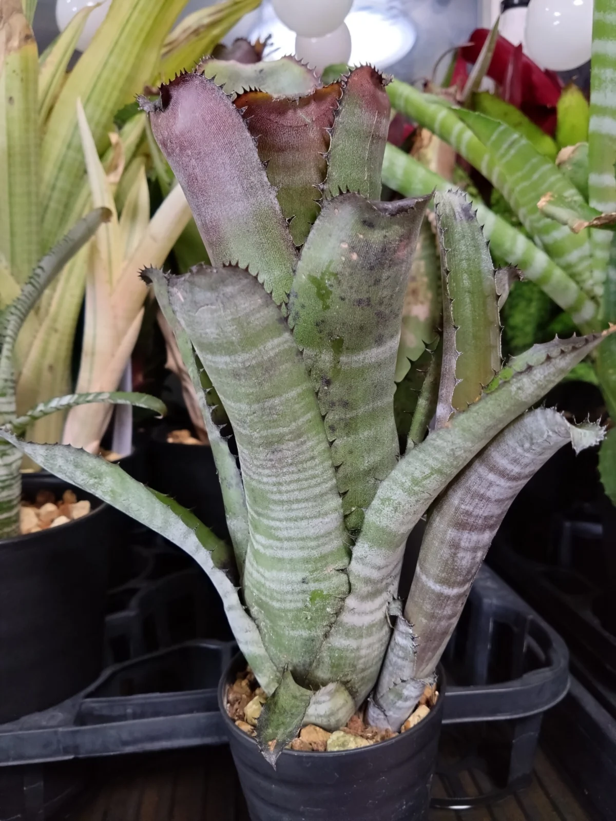 ビルベルギア　ゲルダ