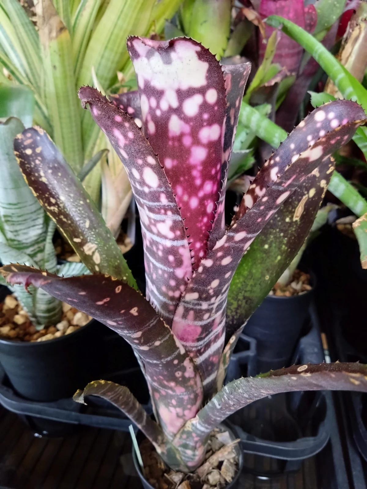 ビルベルギア　サングレ