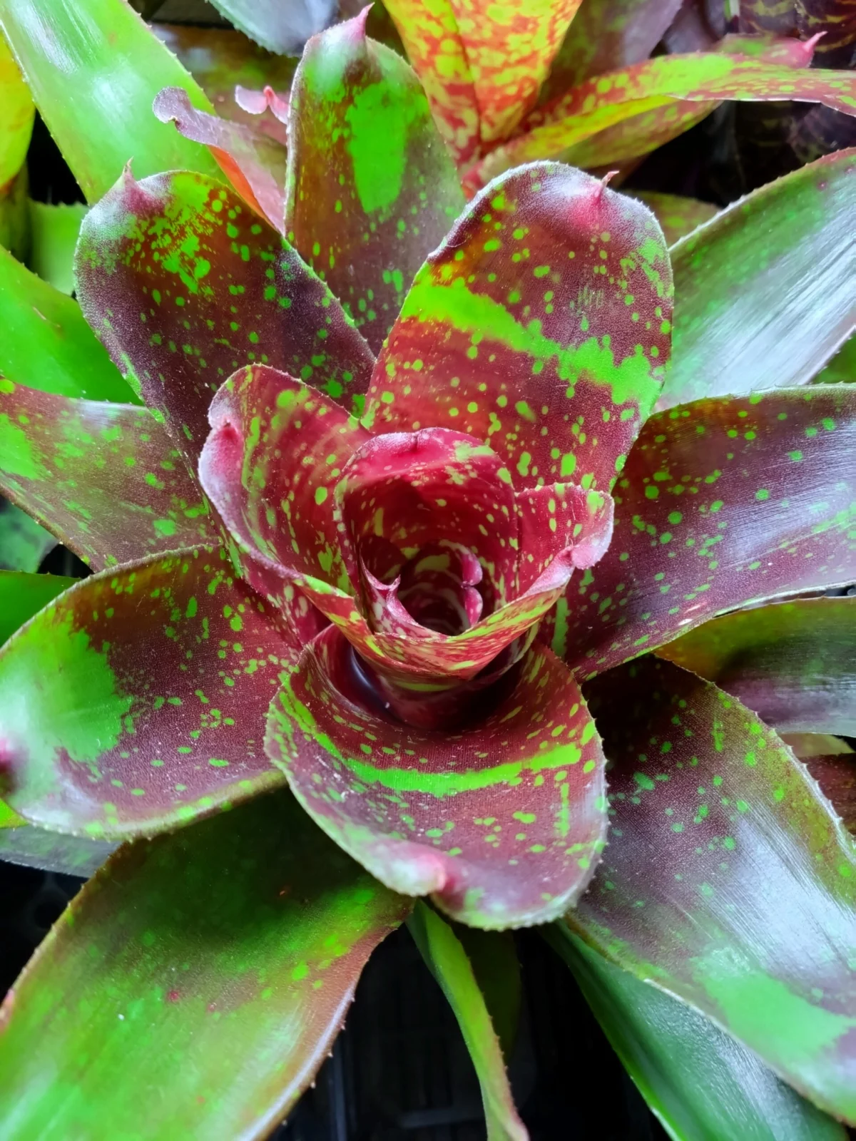 ネオレゲリア　ウォーキング トール