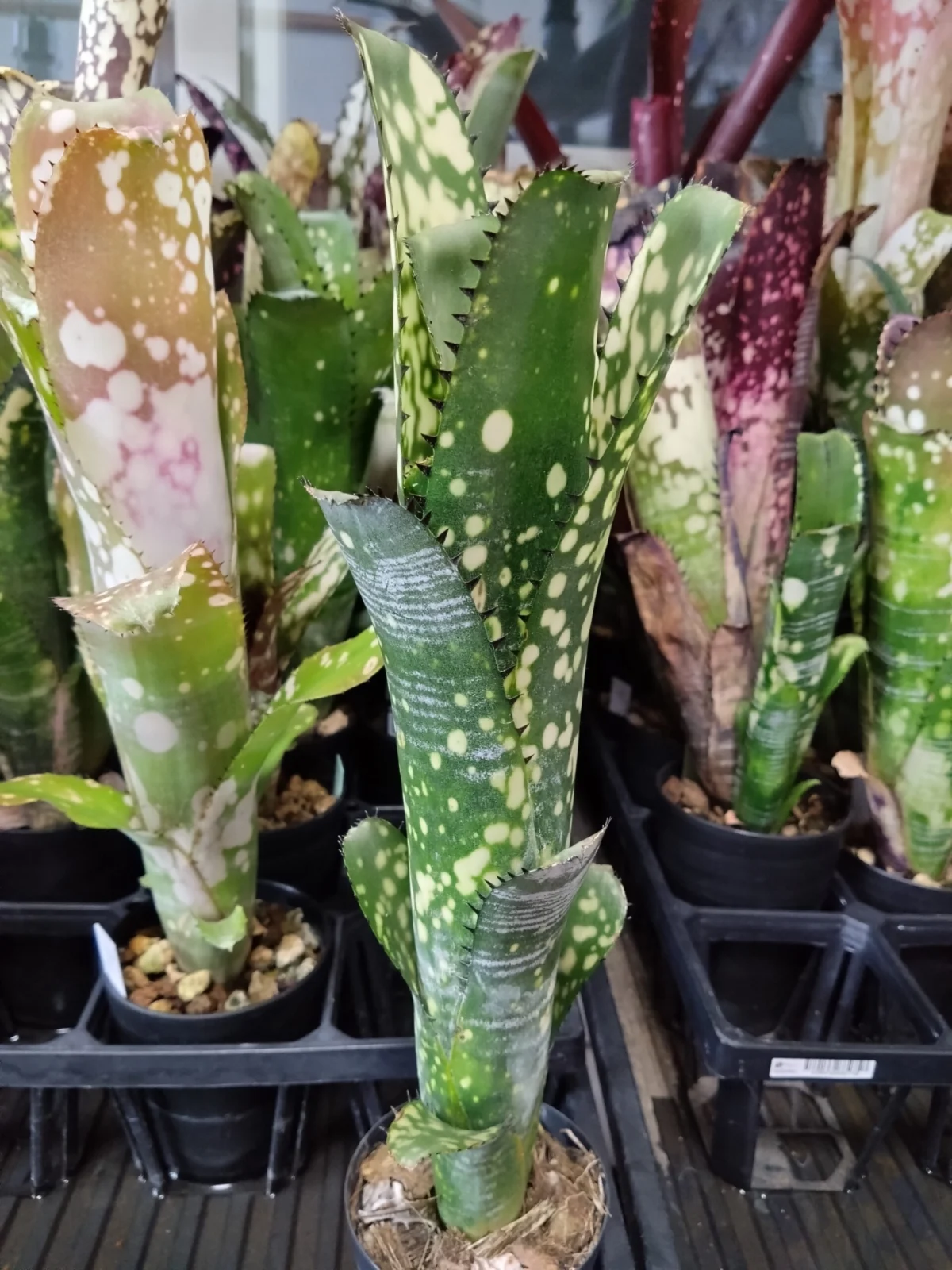 ビルベルギア　トンプライ　ブラーミニ