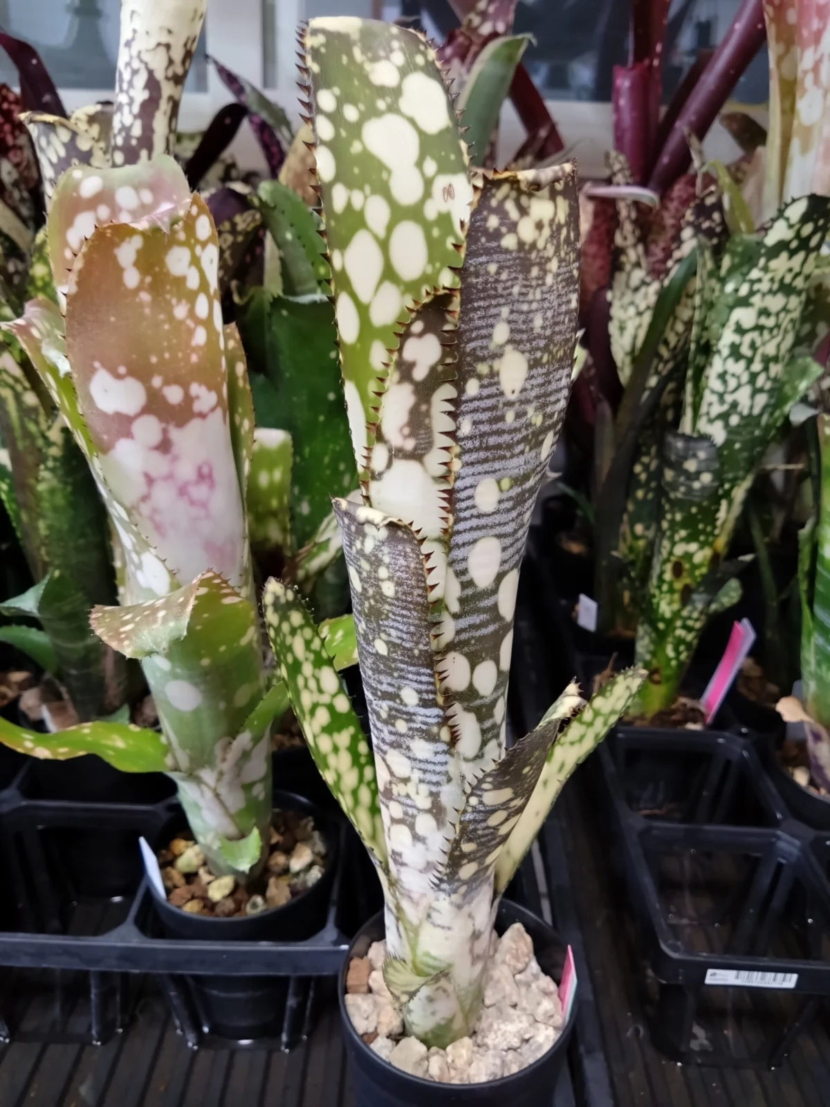 ビルベルギア　トンプライ　アイボリー