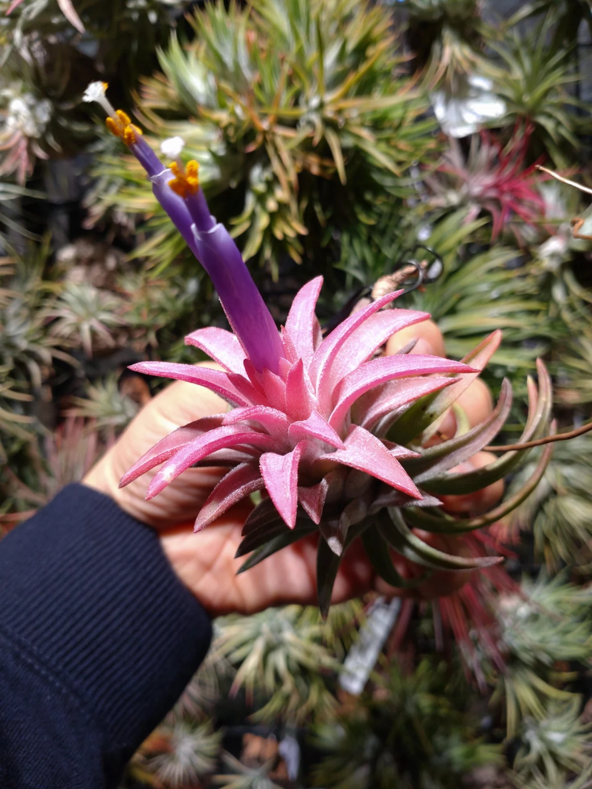 ティランジア イオナンタ変種バンハイニンギー ‘オレンジセレクテッド’