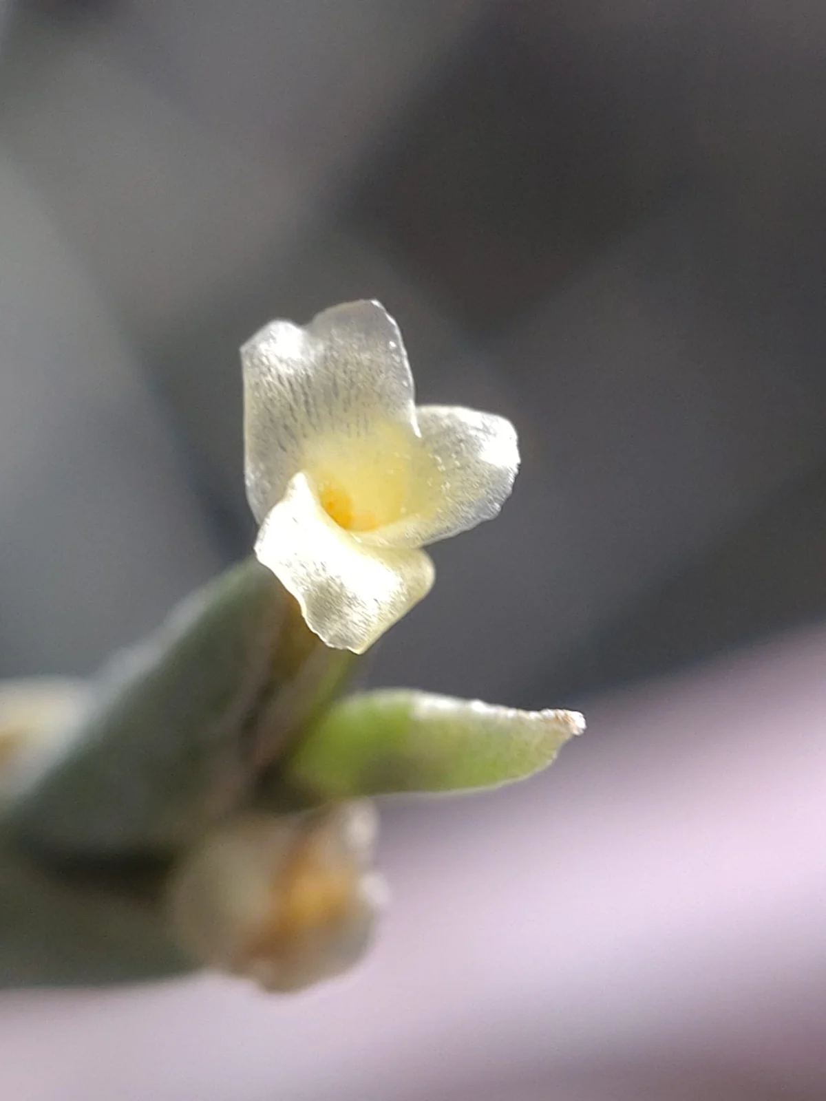 ティランジア ミオスラ